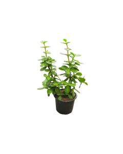 Portulaca Afra