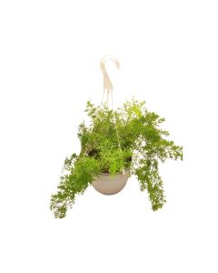 Asparagus Fern Hanging
