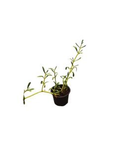 Sesuvium "Sea Fig"