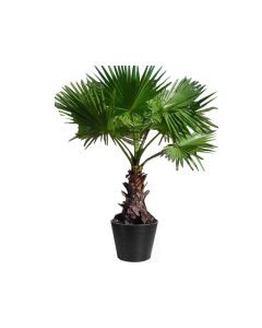 Washingtonia robusta