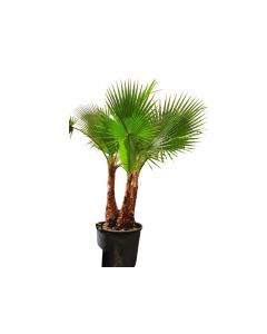 Washingtonia Robusta "Mexican fan palm" 3 stems