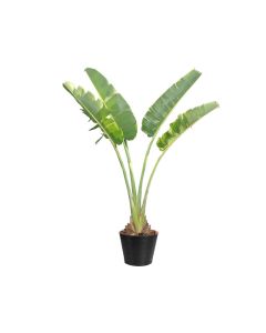 Ravenala Madagascariensis
