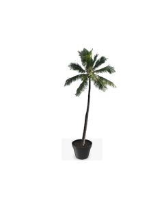 Carpentaria Palm Tree