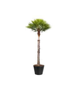 Copernicia Alba (wax palm)