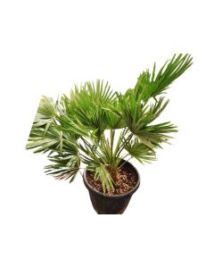 Chamaerops humilis Vulcano