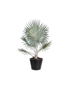 Bismarckia Nobilis