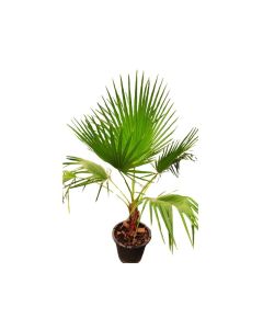 Washingtonia robusta "Mexican fan palm"