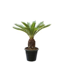 Cycas Revoluta