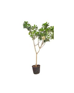 Plumeria "Frangipani" (3-4m approx)