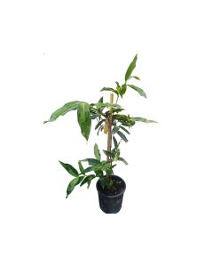 Syzygium Waterapple Plant