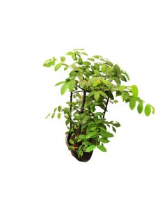 Quisqualis indica "Rangoon Creeper"