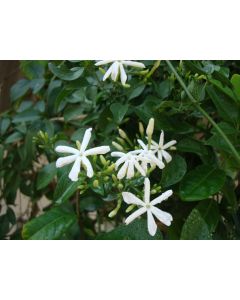Jasminum Grandiflorum