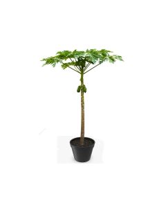 Carica Papaya Tree