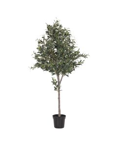 Olea Europaea -Olive Tree