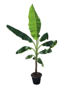 Musa x paradisiaca Edible Banana
