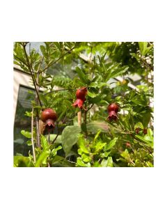Punica Granatum - Pomegranate