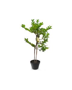 Citrus Benzaheer