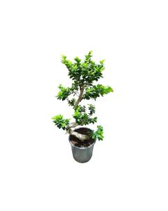 Ficus Bonsai