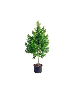 Conocarpus Saudia