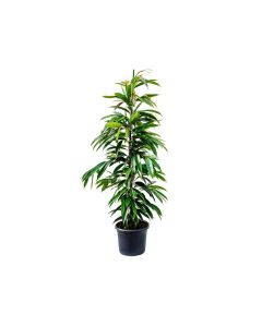 Ficus alii inamstel king