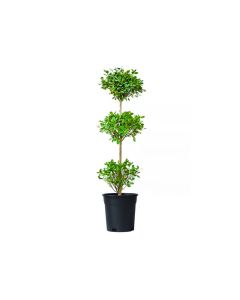 Ficus Panda 3 Layers - Outdoor Plant