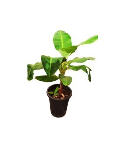 Musa Paradisiaca "Banana" 140cm