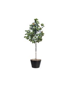 Cordia sebesten