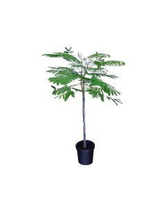 Delonix Regia, Flame Tree, Flamboyant Tree