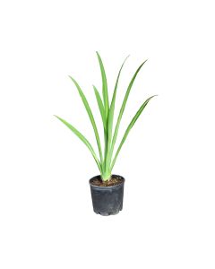 Hymenocallis x festallis