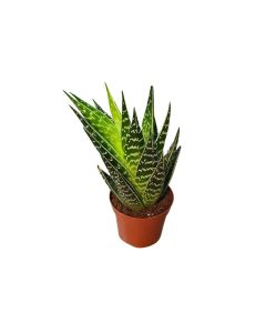 Aloe
