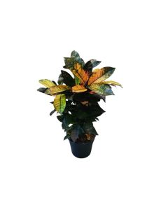 Codiaeum variegatum "Croton Mammy"