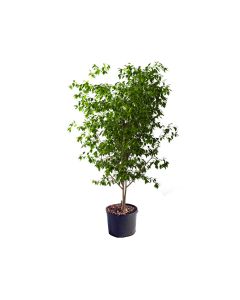Ficus Infectoria