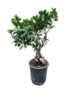 Ficus Bonsai