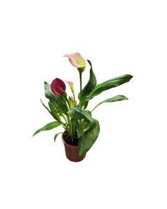 Zantedeschia "Calla lilies" mixed color