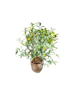 Citrus kumquat