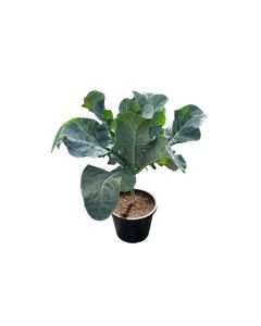 Brassica Cauliflower