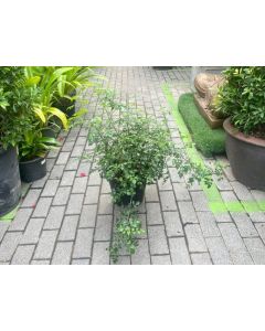 Tecomaria Mix