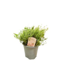 Thymus Vulgaris Indoor P13 H40 CM
