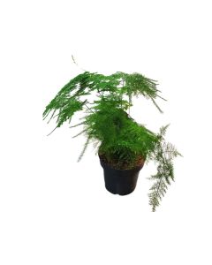 Asparagus Fern "Asparagus densiflorus"