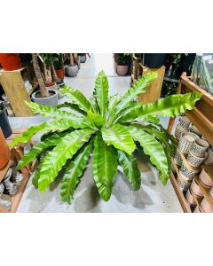 Asplenium nidus
