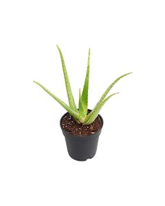 Aloe Vera Plant Small - Indoor