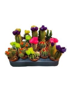 Cactus mix "Small"