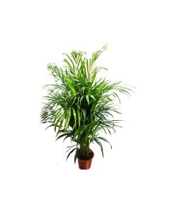 Chrysalidocarpus lutescens (Areca Palm) 130cm