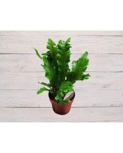 Asplenium nidus "Bird's Nest Fern"
