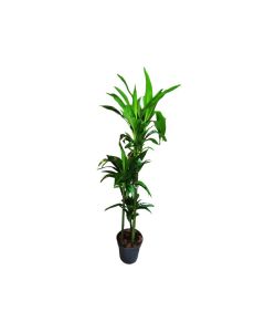 Dracaena fragrans 'Janet Craig'