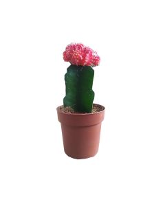 Gymnocalycium Mihanovichii Ove