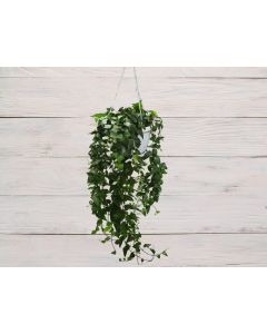 Hedera Helix "English Ivy"