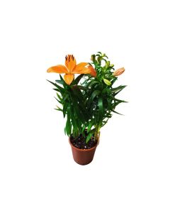 Lilium orienta (Oriental lily)