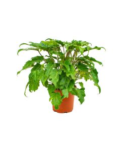 Philodendron Xanadu