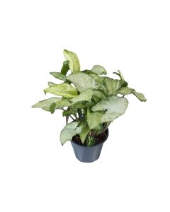 Syngonium Mix